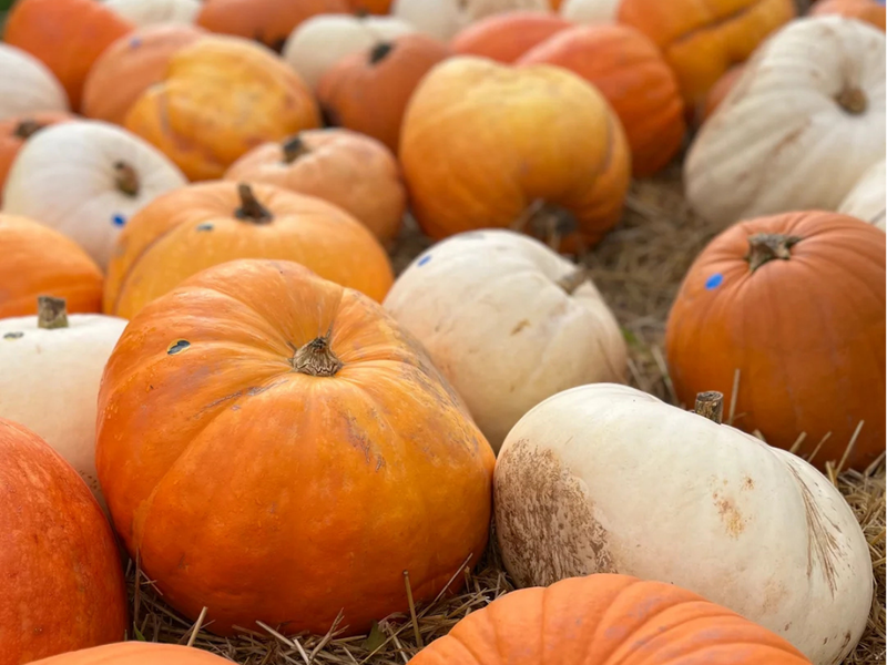 10 Autumnal Activities To Do With Kids